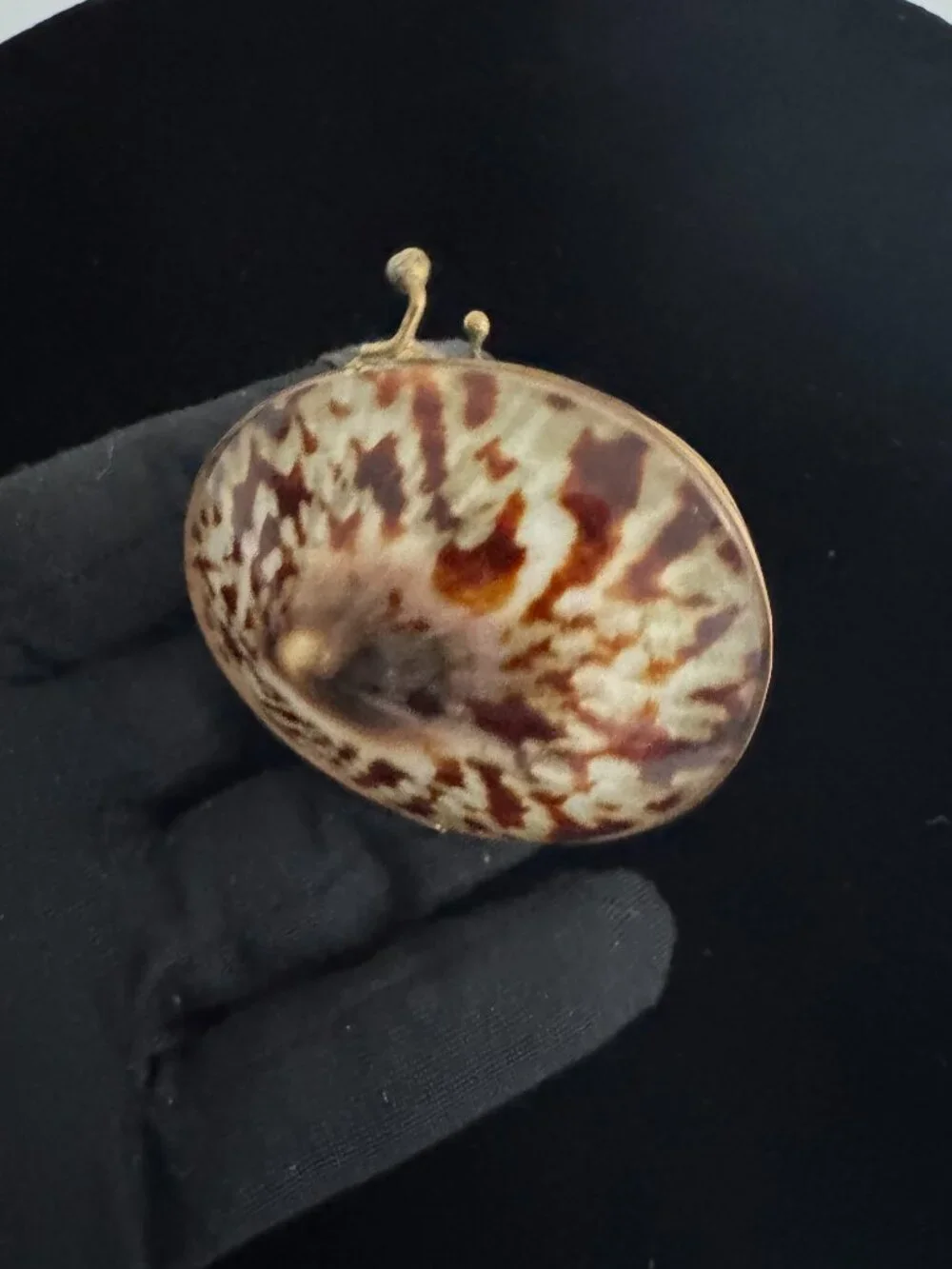 Shell trinket box with brass rim